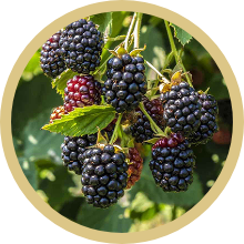 Blackberry