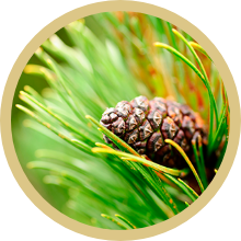 pine