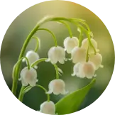 ingredient5-shampoo