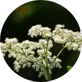 ingredient6-shampoo